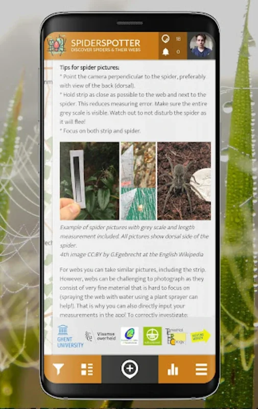 SpiderSpotter | SPOTTERON for Android: Unveiling Urban Spider Adaptability