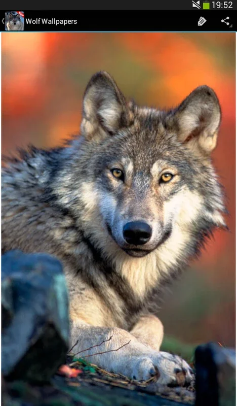 Wolf Wallpapers for Android - Stunning Wolf Imagery