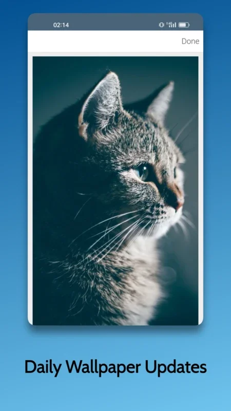 Cat Day Wallpapers HD for Android: Adorable Feline Backgrounds