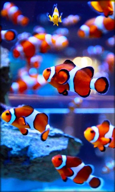 Aquarium Live Wallpaper for Android - A Visual Delight