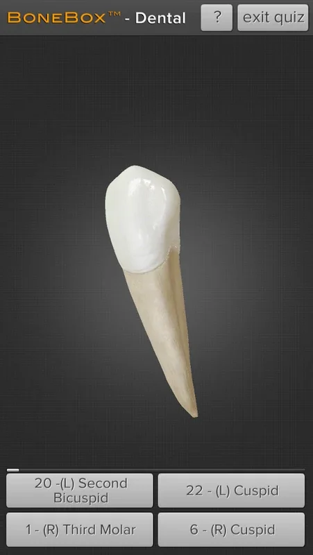 Dental - Lite for Android: 3D Tooth Learning