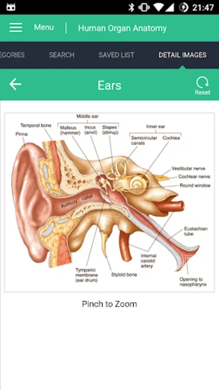 Human Organs Anatomy Reference for Android: Comprehensive Insights