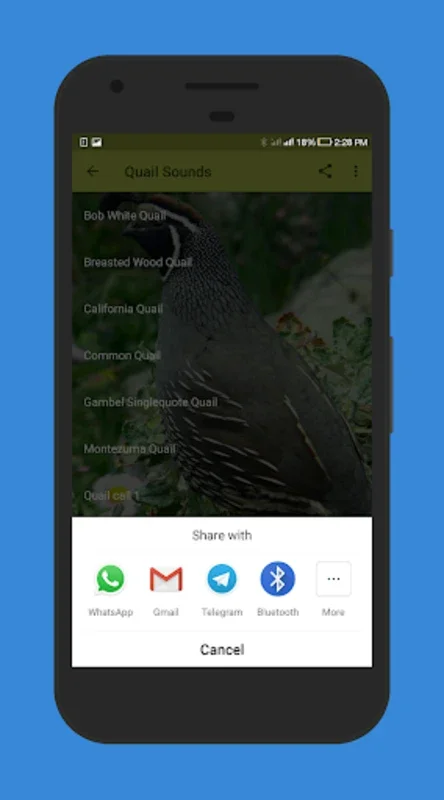 Quail Sounds for Android: Enjoy High - Quality Quail Audio