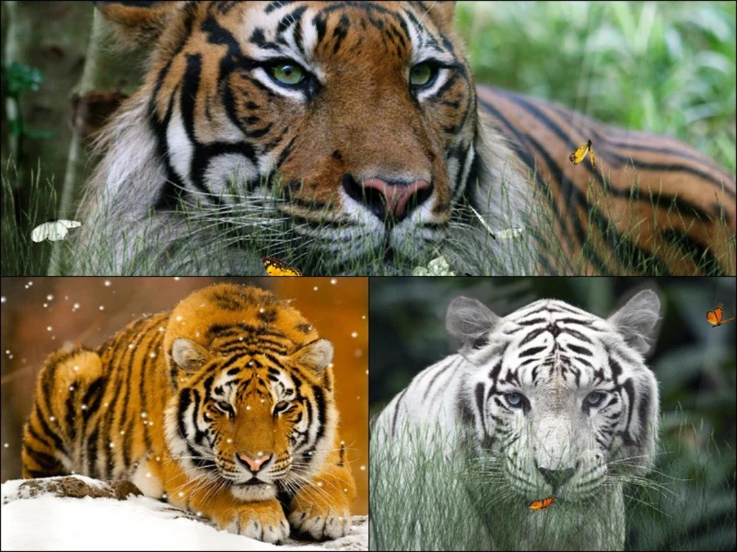 Wild Tigers Screensaver for Windows - Protect Your Desktop