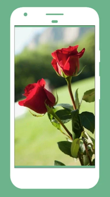 Rose Wallpapers for Android - Enhance Your Device