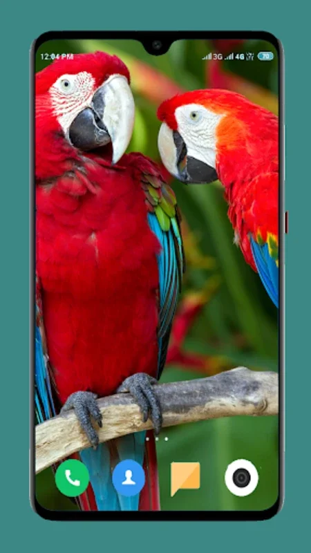 Parrot Wallpapers 4K for Android - Enhance Your Device