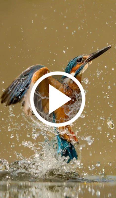 Animal Video Live Wallpaper for Android - Dynamic Wallpapers