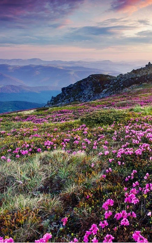 Mountain Flower Live Wallpaper for Android - Enjoy Nature's Beauty