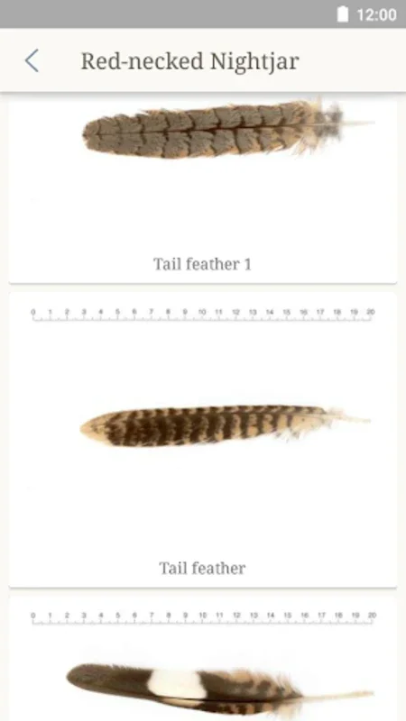 Feather Gallery for Android: Accurate Bird Feather ID