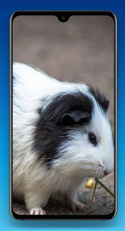 Guinea Pig Wallpaper HD for Android - Charming Wallpapers