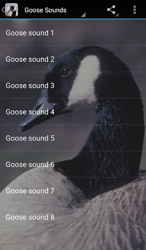 Goose Sounds for Android: Immersive Nature Experience