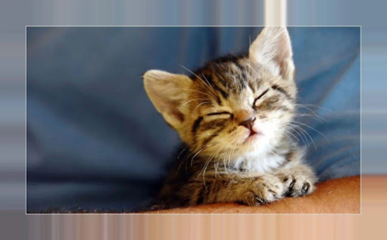 Bilder von Kätzchen for Android: HD Kitten Wallpapers Offline