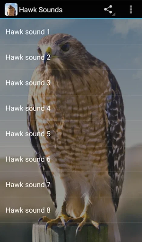 Hawk Sounds for Android - Identify Hawk Species