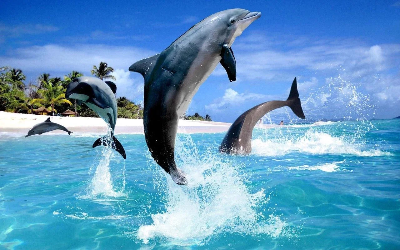 Dolphin HD Live Wallpaper for Android - Customize Your Screen