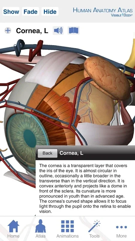 Atlas for Android: Explore Human Anatomy