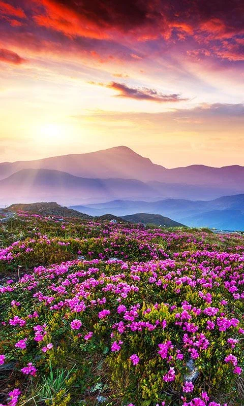 Mountain Flower Live Wallpaper for Android - Enjoy Nature's Beauty