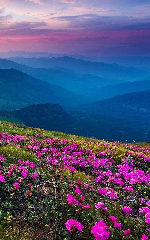 Mountain Flower Live Wallpaper for Android - Enjoy Nature's Beauty