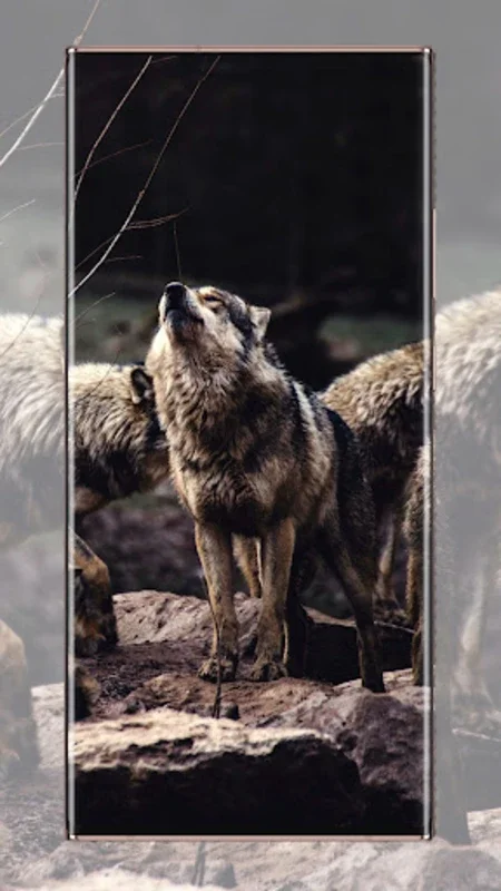 Wlof Wallpaper for Android - Stunning Wolf Images