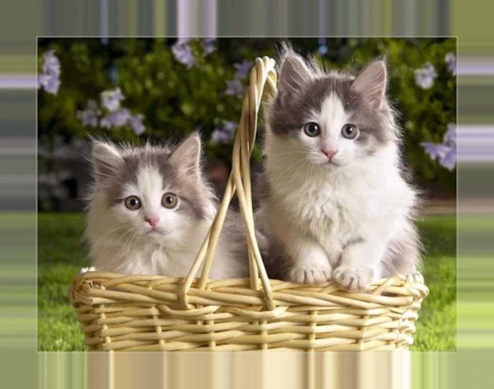 Bilder von Kätzchen for Android: HD Kitten Wallpapers Offline