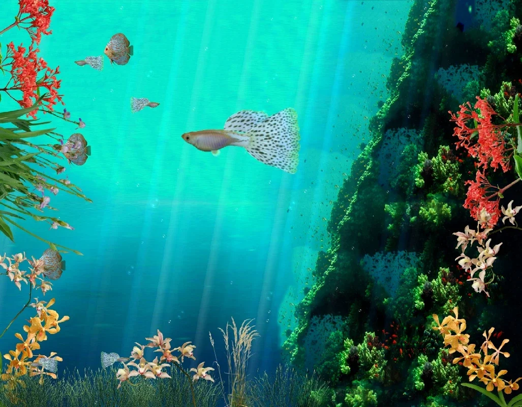 Coral Reef Aquarium 3D Animated Wallpaper for Windows - Immerse in the Ocean