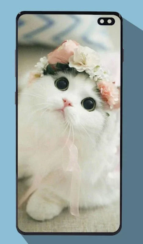 Cute Cat Wallpapers for Android - Enhance Your Device