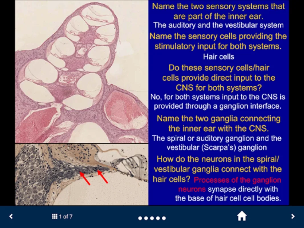 Neuroanatomy - SecondLook for Android: Master Neuroanatomy