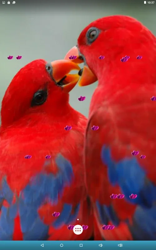 Love Birds Live Wallpaper for Android - Enhance Your Screen