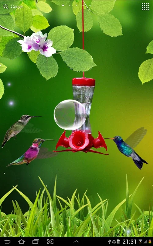 Hummingbirds Live Wallpaper for Android - Serene Visuals