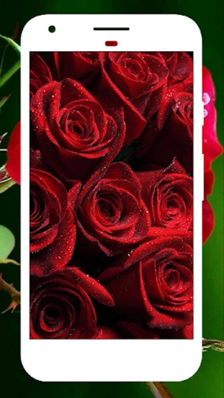 Rose Wallpapers for Android - Enhance Your Device