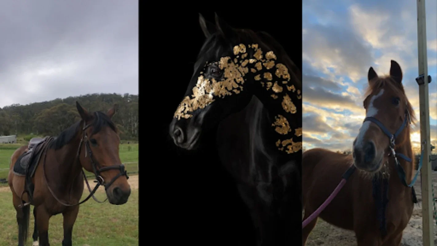 Horse Wallpapers for Android: Diverse Themes