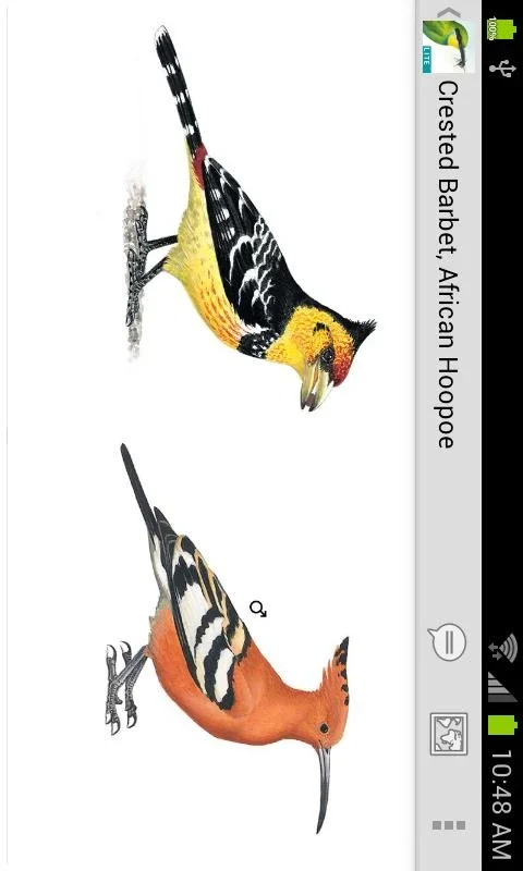 Sasol eBirds (Lite) for Android: Bird ID Made Easy