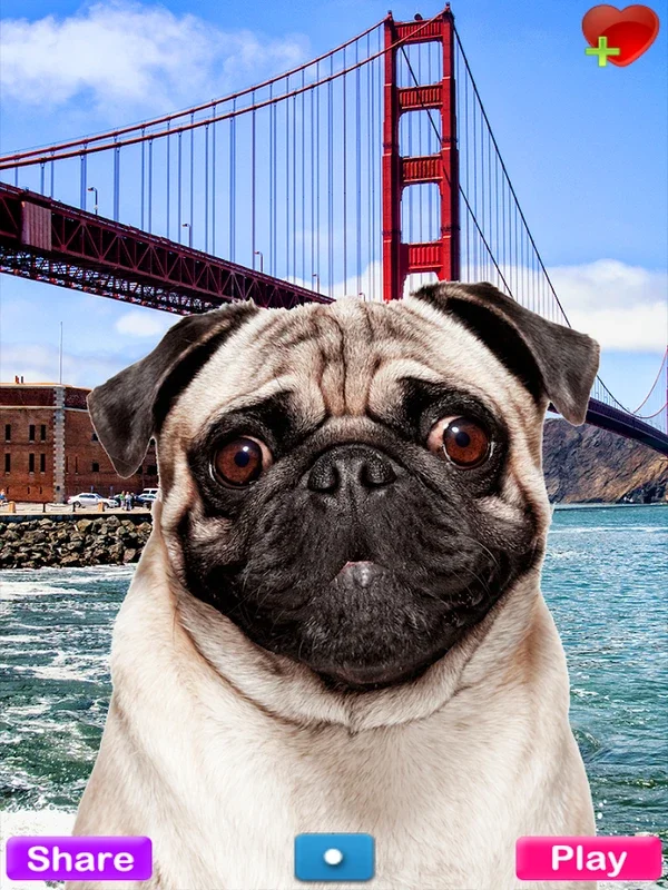 Talking Pug for Android - Fun Interactive Experience