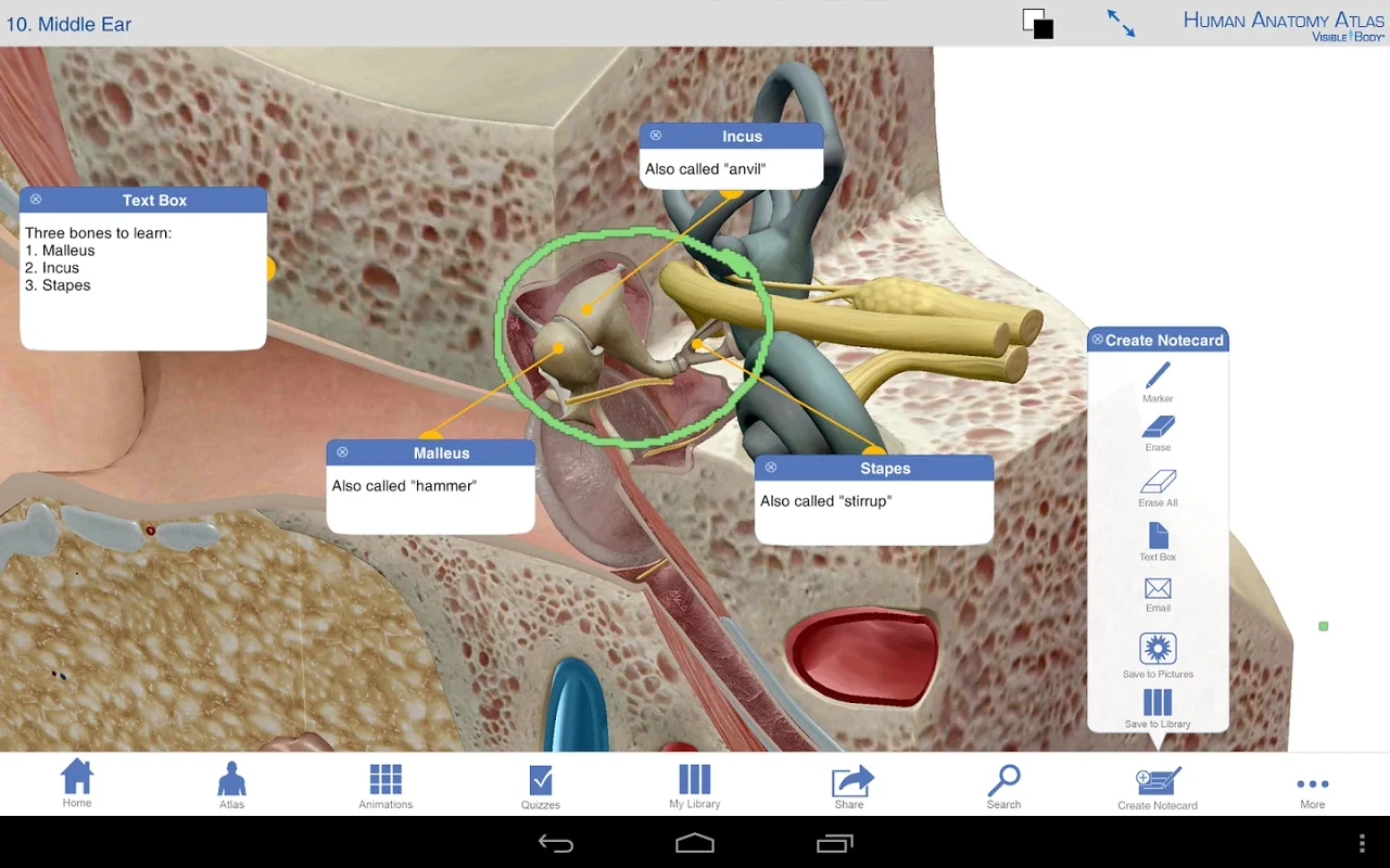 Atlas for Android: Explore Human Anatomy