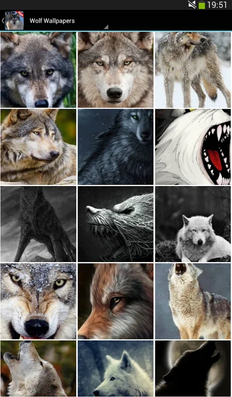 Wolf Wallpapers for Android - Stunning Wolf Imagery