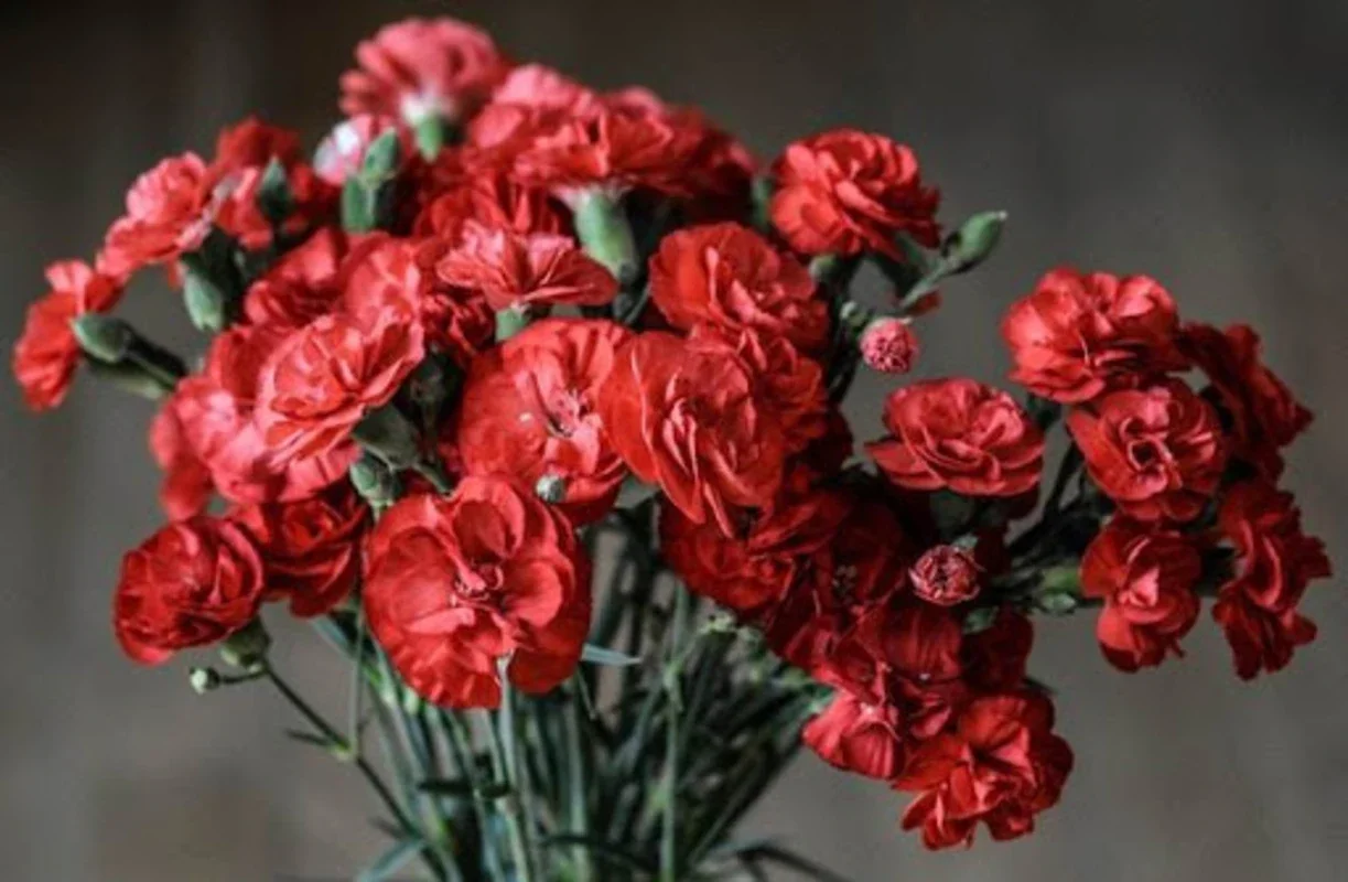 Flores y Rosas Rojas imágenes for Android: Stunning Wallpapers