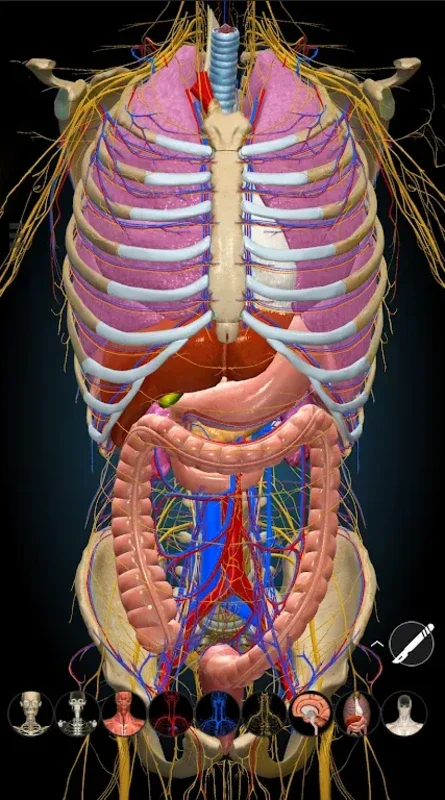 3D Anatomy Learning for Android: Immersive Anatomy Learning