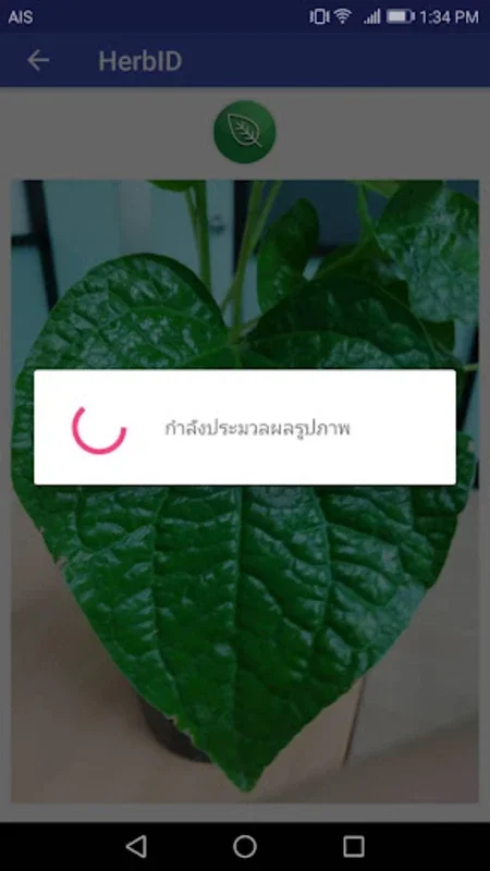 Herb ID for Android: Identify Thai Herbs Easily