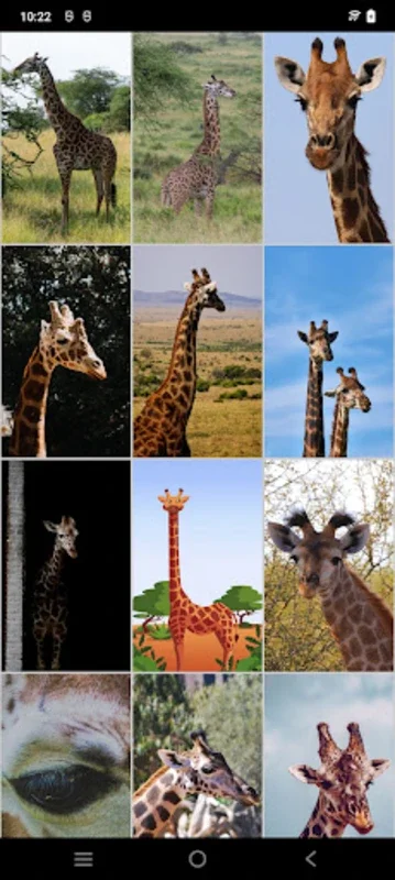 Giraffe Wallpapers for Android - Enhance Your Device