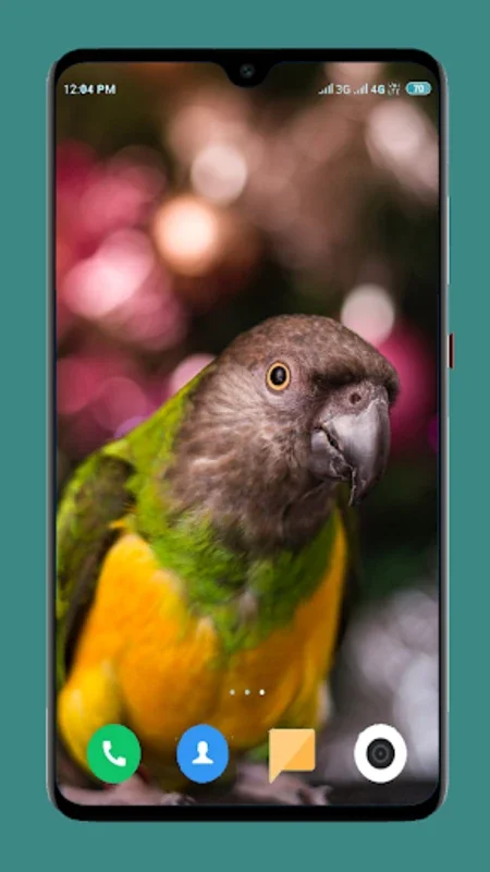 Parrot Wallpapers 4K for Android - Enhance Your Device