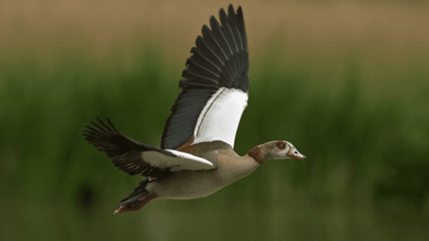 Goose Sounds & Hunting Calls for Android: Explore Geese Calls