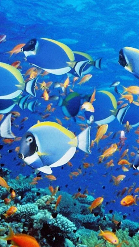 Aquarium Live Wallpaper for Android - Enhance Your Screen