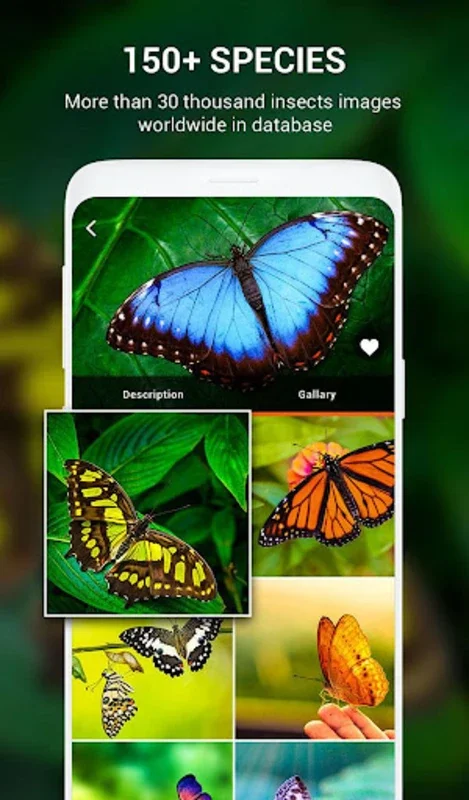 Insect identifier by Photo Cam for Android - Download the APK from AppHuts