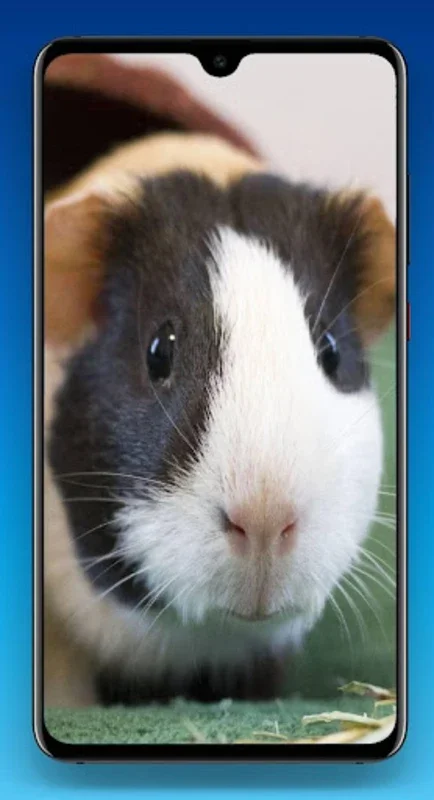 Guinea Pig Wallpaper HD for Android - Charming Wallpapers