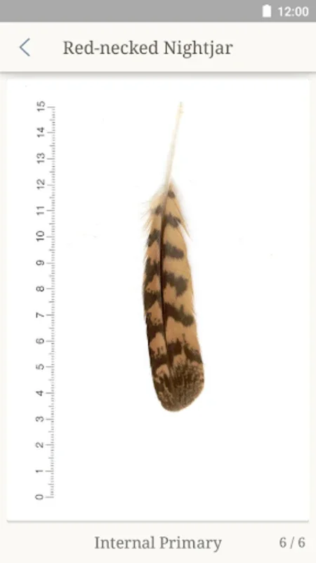 Feather Gallery for Android: Accurate Bird Feather ID