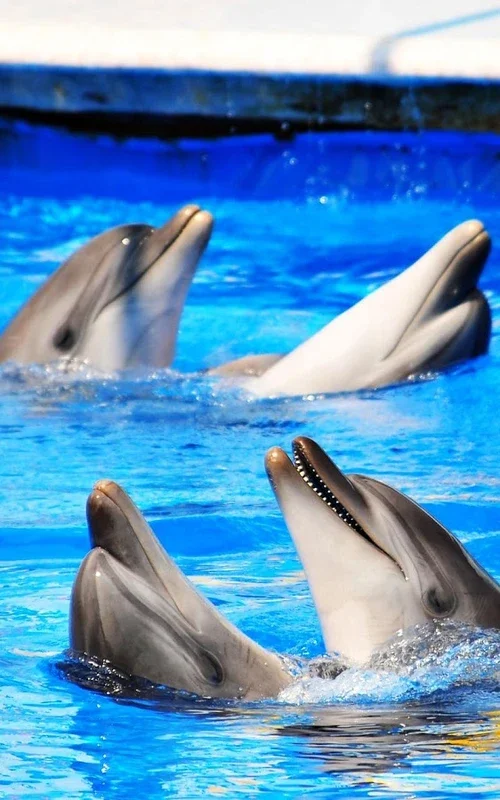 Dolphin HD Live Wallpaper for Android - Customize Your Screen