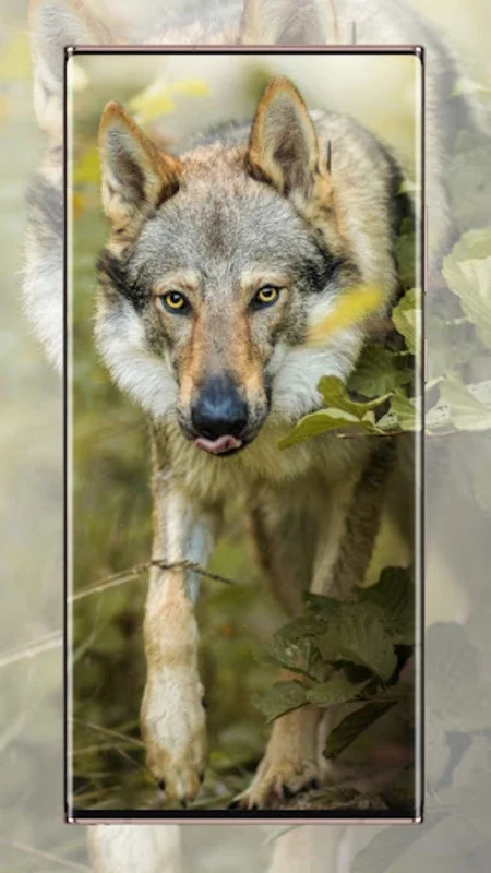 Wlof Wallpaper for Android - Stunning Wolf Images