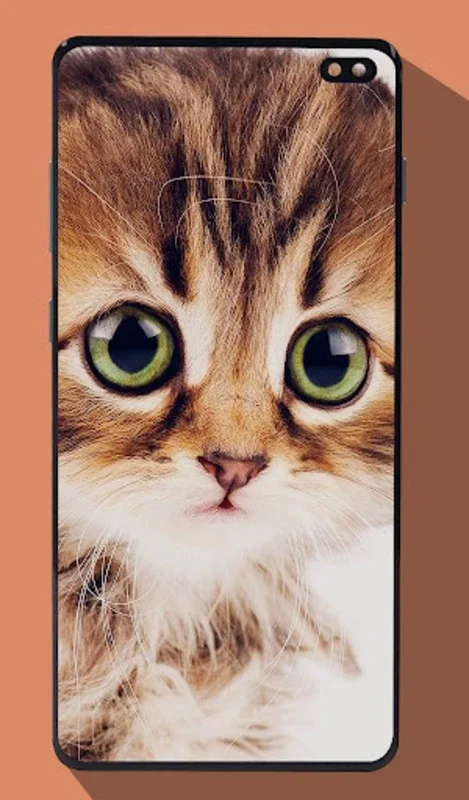 Cute Cat Wallpapers for Android - Enhance Your Device