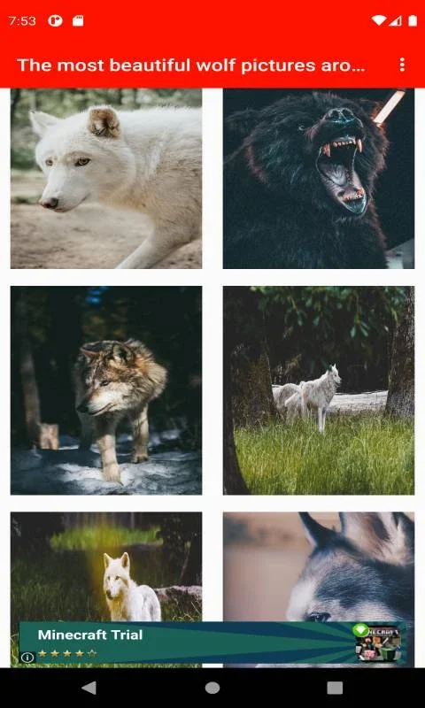 The most beautiful wolf pictures around the world of 4K for Android