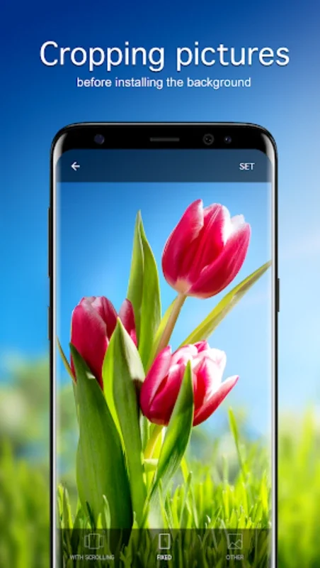 Tulip Wallpapers 4K for Android - Enhance Your Screen