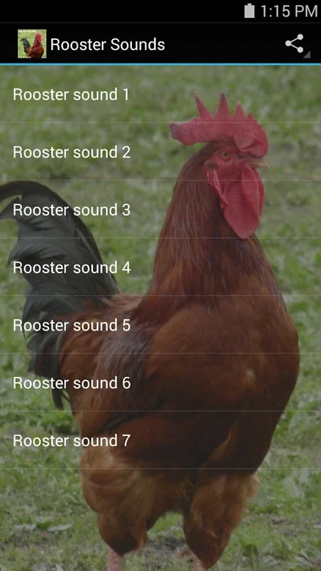 Rooster Sounds for Android - Immerse in Rural Ambiance